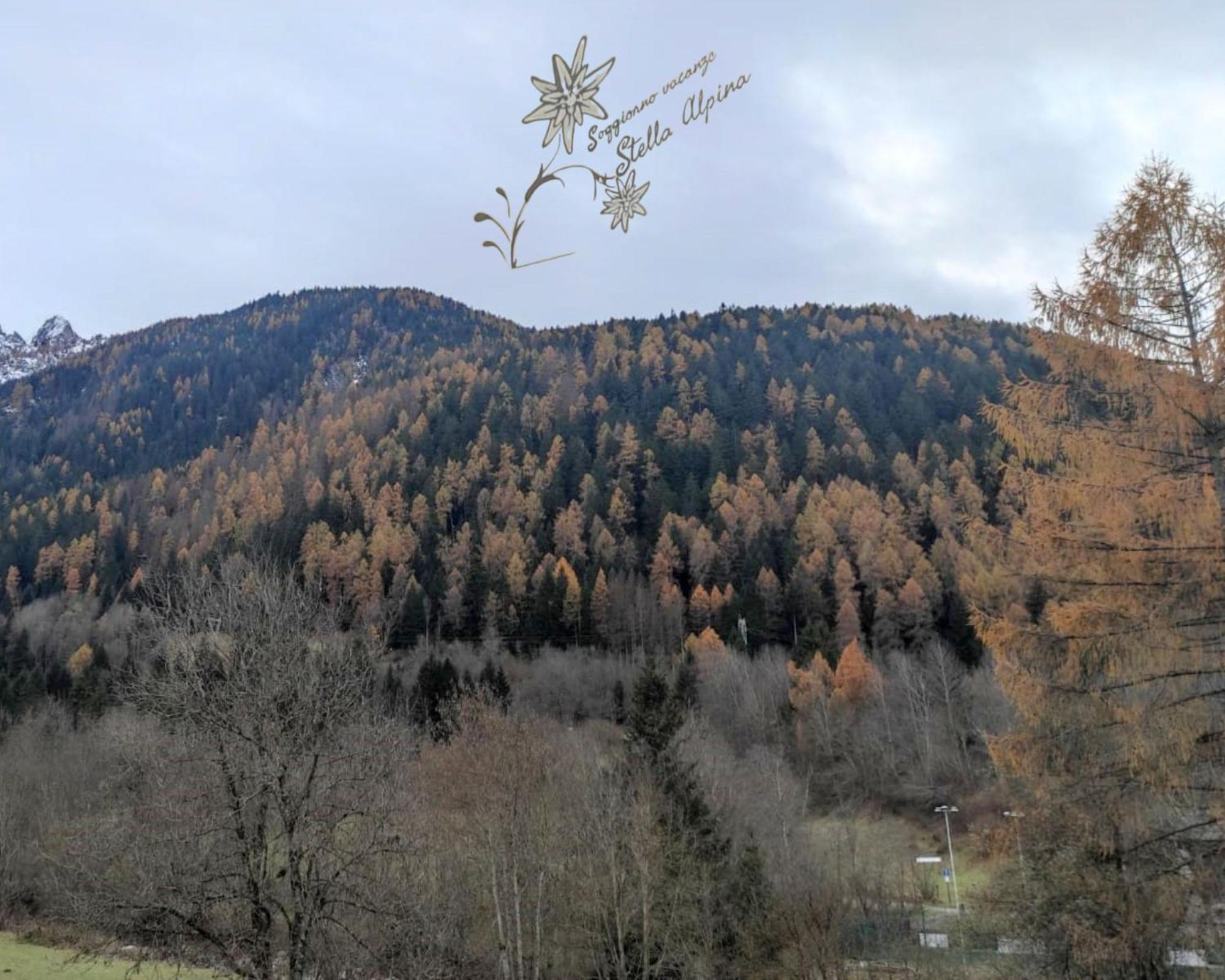 Soggiorno Vacanze Stella Alpina เตมู ภายนอก รูปภาพ