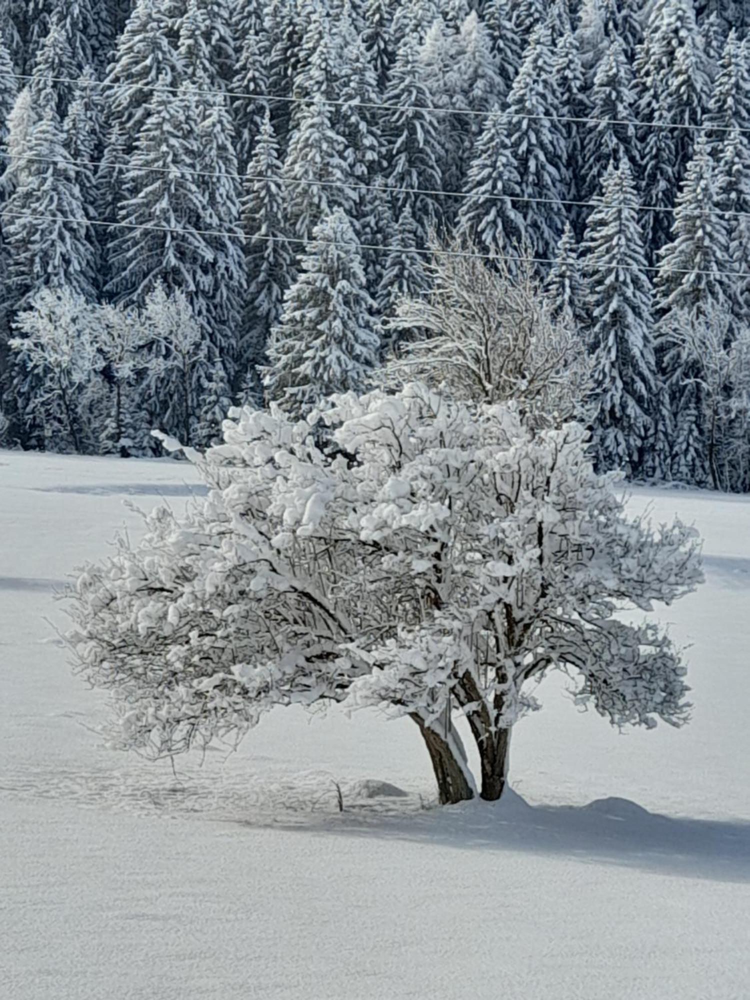 Soggiorno Vacanze Stella Alpina เตมู ภายนอก รูปภาพ